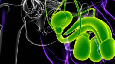 Tıbbi Konsept için Erkek Üreme Sistemi Anatomisi 3B İllüstrasyon