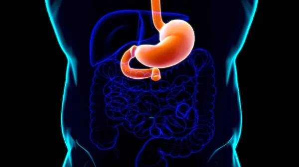 Stomach Anatomy Human Digestive System Medical Concept Illustration — Stock Photo, Image