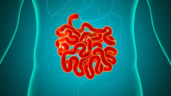 Anatomía Del Sistema Digestivo Humano Ilustración Del Intestino Delgado Para — Foto de Stock