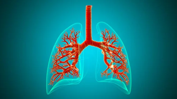 Anatomie Système Respiratoire Humain Poumons Pour Illustration Médicale Concept — Photo