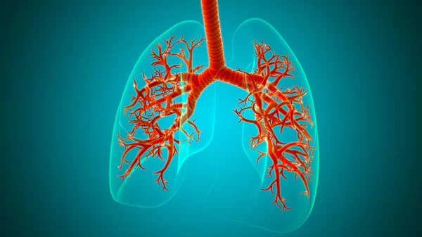 Lungen Human Respiratory System Anatomie Für Medizinisches Konzept Illustration — Stockfoto