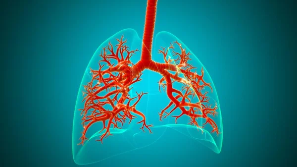 Anatomia Humana Sistema Respiratório Dos Pulmões Para Ilustração Médica Conceito — Fotografia de Stock