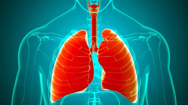 Lungs Human Respiratory System Anatomy Medical Concept Illustration — Stock Photo, Image