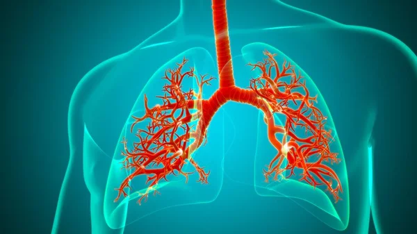 Lungs Human Respiratory System Anatomy Medical Concept Illustration — Stock Photo, Image