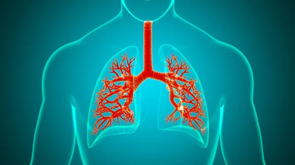 Anatomía Del Sistema Respiratorio Humano Los Pulmones Para Ilustración Del — Foto de Stock