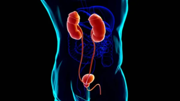 Human Urinary System Kidneys Bladder Anatomy Medical Concept Illustration — Stok Foto