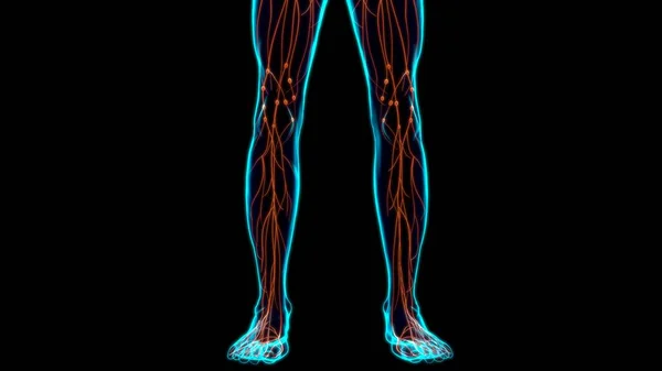 医学概念3D图解的人体淋巴结节解剖 — 图库照片