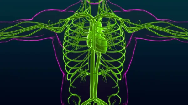 Corazón Humano Con Anatomía Del Sistema Circulatorio Para Ilustración Del —  Fotos de Stock