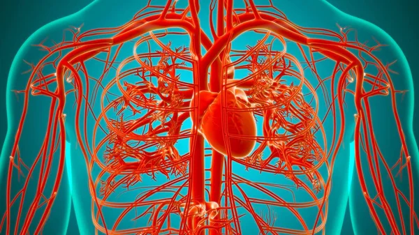 Cuore Umano Con Anatomia Del Sistema Circolatorio Illustrazione Medica Concetto — Foto Stock