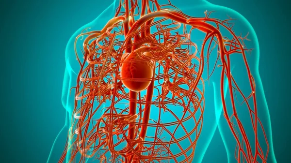 Cuore Umano Con Anatomia Del Sistema Circolatorio Illustrazione Medica Concetto — Foto Stock