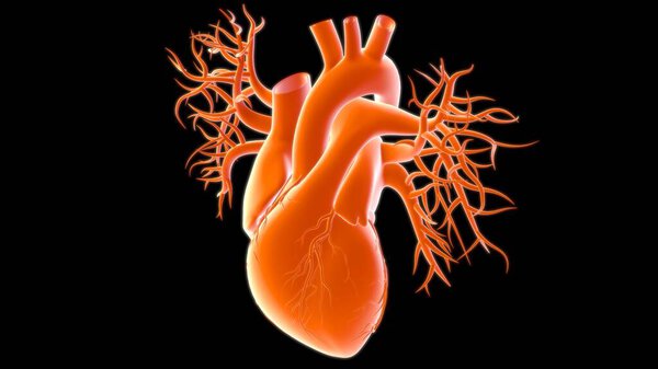 Human Heart Anatomy For Medical Concept 3D Illustration
