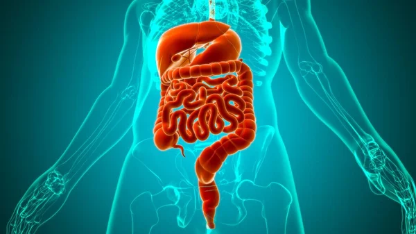Tıbbi Konsept 3B Resim İçin İnsan Sindirim Sistemi Anatomisi