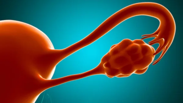 Анатомия Женской Репродуктивной Системы Медицинской Концепции Иллюстрация — стоковое фото
