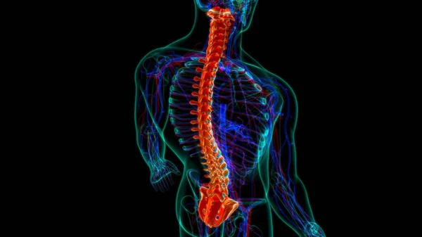 Menselijke Skelet Wervelkolom Wervels Anatomie Illustratie — Stockfoto