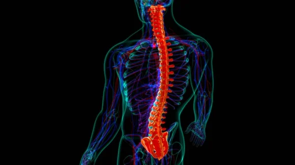 Human Skeleton Vertebral Column Vertebrae Anatomy 3D Illustration