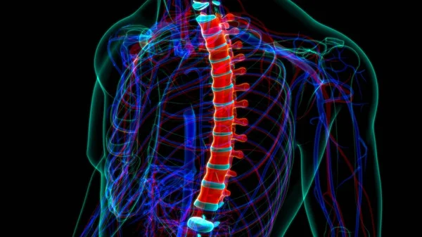 Ανθρώπινος Σκελετός Εγκεφαλική Στήλη Θωρακικό Ίλιγγος Ανατομία Εικονογράφηση — Φωτογραφία Αρχείου