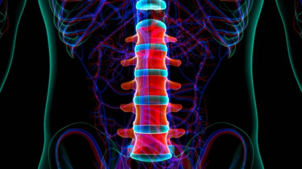 Human Skeleton Vertebral Column Lumbar Vertebrae Anatomy 3D Illustration