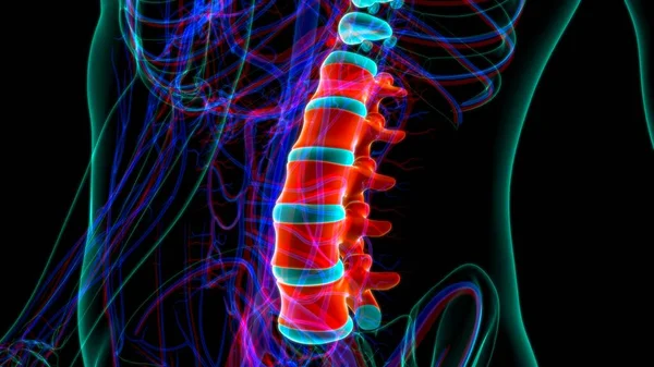 Columna Vertebral Esqueleto Humano Vértebras Lumbares Anatomía Ilustración — Foto de Stock