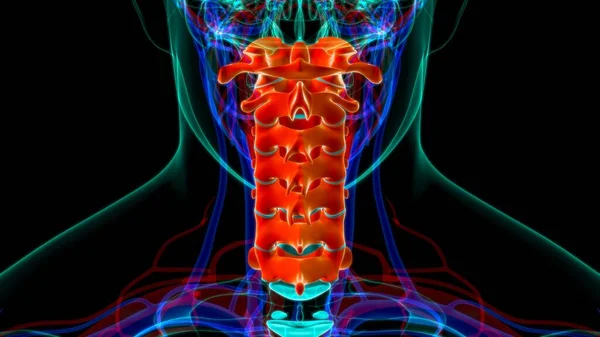 ヒトの骨格椎骨列子宮頸椎解剖学 — ストック写真