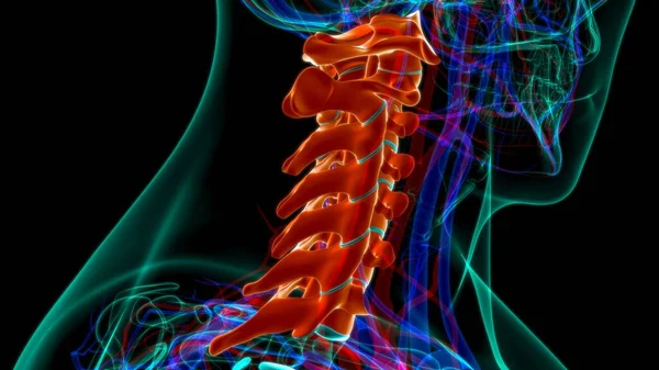Anatomia Das Vértebras Cervicais Coluna Vertebral Esqueleto Humano — Fotografia de Stock