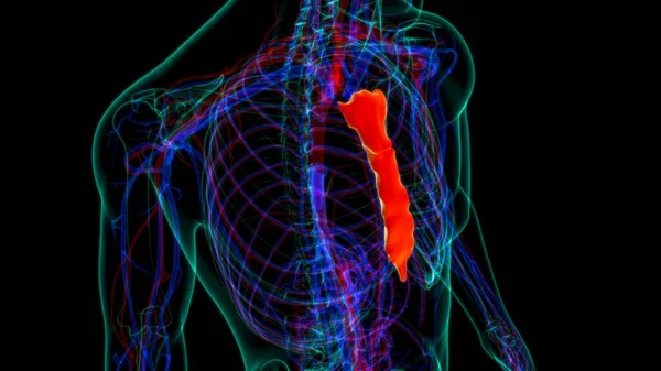 Human Skeleton Sternum Bone Anatomy Medical Concept Illustration — 스톡 사진