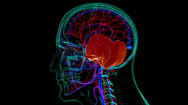 Anatomía Temporal Del Hueso Del Cráneo Del Esqueleto Humano Para — Foto de Stock