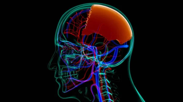 Menselijke Skelet Schedel Pariëtale Bot Anatomie Voor Medisch Concept Illustratie — Stockfoto