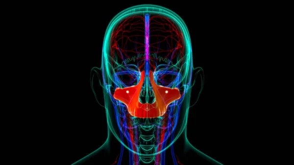 Human Skeleton Skull Maxillal Bone Anatomy For Medical Concept 3D Illustration