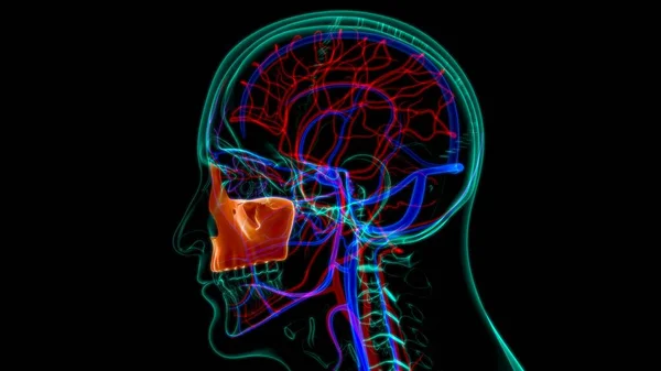 Human Skeleton Skull Maxillal Bone Anatomy For Medical Concept 3D Illustration
