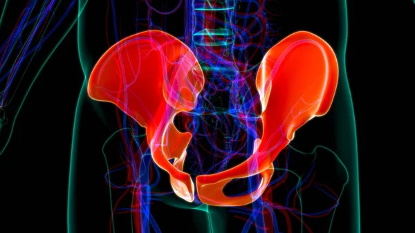 Human Skeleton Hip or Pelvic bone Anatomy For Medical Concept 3D Illustration