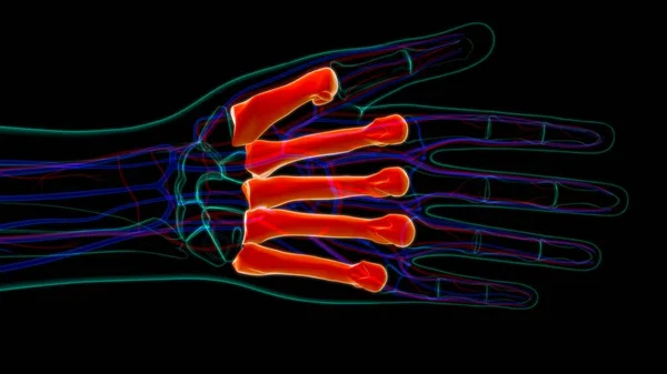 Human Skeleton Hand Matacarapls Bone Anatomy Medical Concept Illustration — 스톡 사진