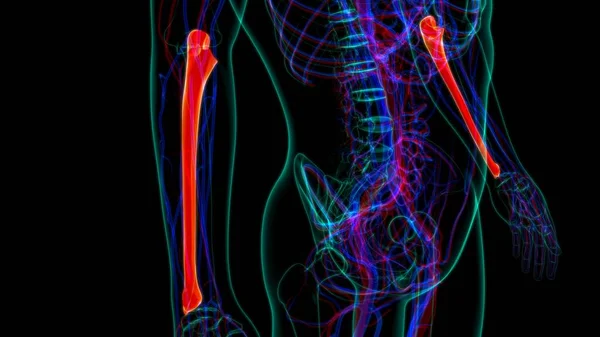 人間の骨格解剖学 Ulna Bone 3DレンダリングFor Medical Concept — ストック写真