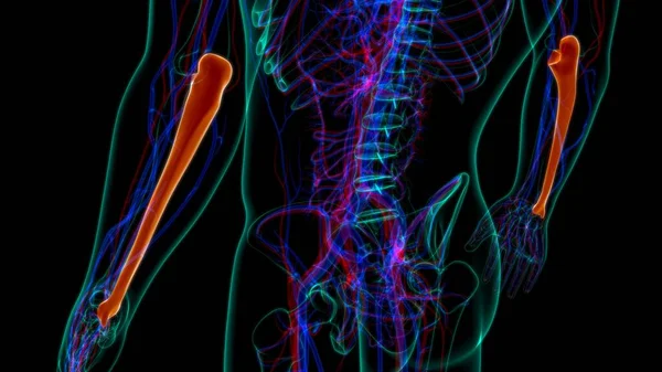 人体骨骼解剖超骨3D渲染医学概念 — 图库照片