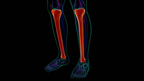 Lidská Kostra Anatomie Tibia Kostní Vykreslování Pro Lékařské Pojetí — Stock fotografie