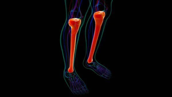 Anatomía Humana Del Esqueleto Tibia Bone Que Rinde Para Concepto — Foto de Stock