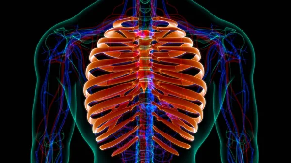 人間の骨格解剖学 Rib Cage 3DレンダリングFor Medical Concept — ストック写真