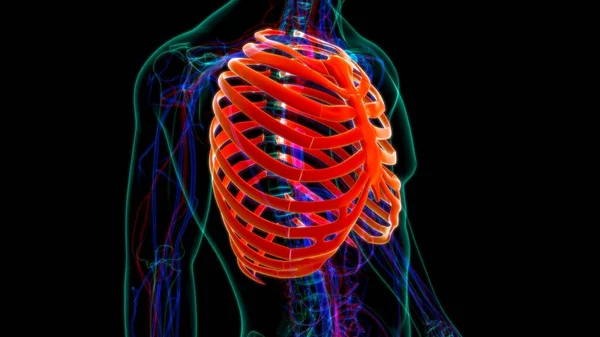 Человеческий Скелет Анатомия Ребра Клетка Рендеринг Медицинской Концепции — стоковое фото