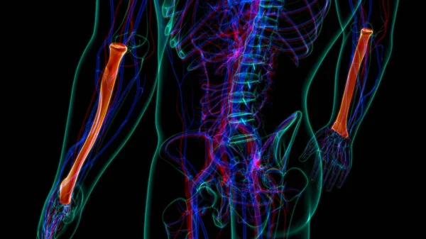 Nsan Iskeleti Anatomisi Yarıçapı Tıbbi Kavram Hazırlama — Stok fotoğraf