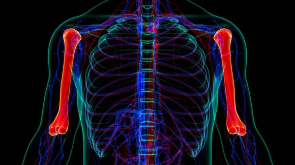Rendement Humérus Anatomie Squelette Humain Pour Concept Médical — Photo