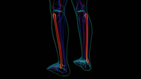 Mänskligt Skelett Anatomi Fibula Ben Rendering För Medicinskt Koncept — Stockfoto