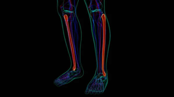 Анатомія Людського Скелета Fibula Кістка Рендерингу Медичної Концепції — стокове фото