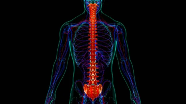 Nsan Skeleti Omurgası Omurga Anatomisi Llüstrasyon — Stok fotoğraf