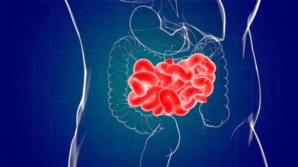 Dünndarm Illustration Humanes Verdauungssystem Anatomie Für Medizinisches Konzept — Stockfoto