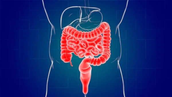 Small and Large Intestine 3D Illustration Human Digestive System Anatomy For Medical Concept