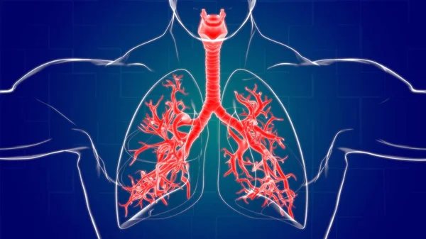 Anatomie Système Respiratoire Humain Poumons Pour Illustration Médicale Concept — Photo