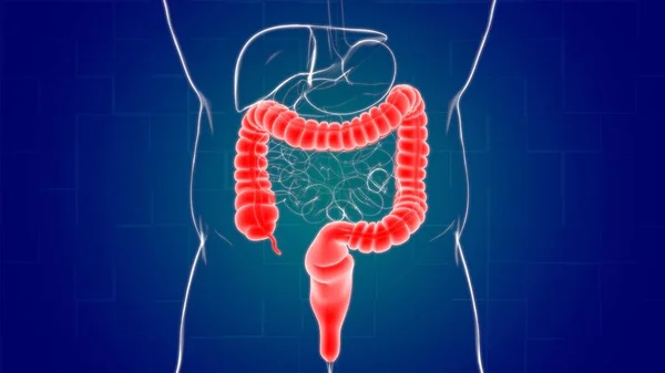 Anatomía Del Sistema Digestivo Humano Ilustración Del Intestino Grueso Para — Foto de Stock