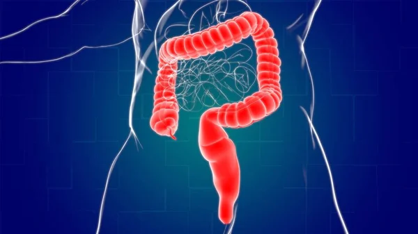 Large Darm Illustration Human Digestive System Anatomie Für Medizinisches Konzept — Stockfoto