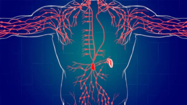 医学概念3D图解的人体淋巴结节解剖 — 图库照片