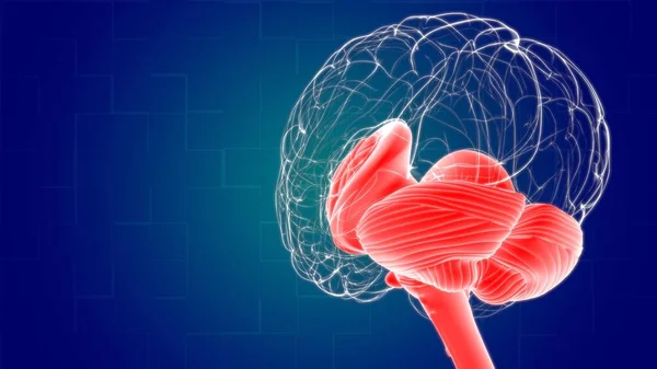 Ανθρώπινος Εγκέφαλος Εσωτερικά Μέρη Ανατομία Για Ιατρική Έννοια Εικονογράφηση — Φωτογραφία Αρχείου