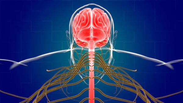 Anatomia Cérebro Humano Para Ilustração Médica Conceito — Fotografia de Stock